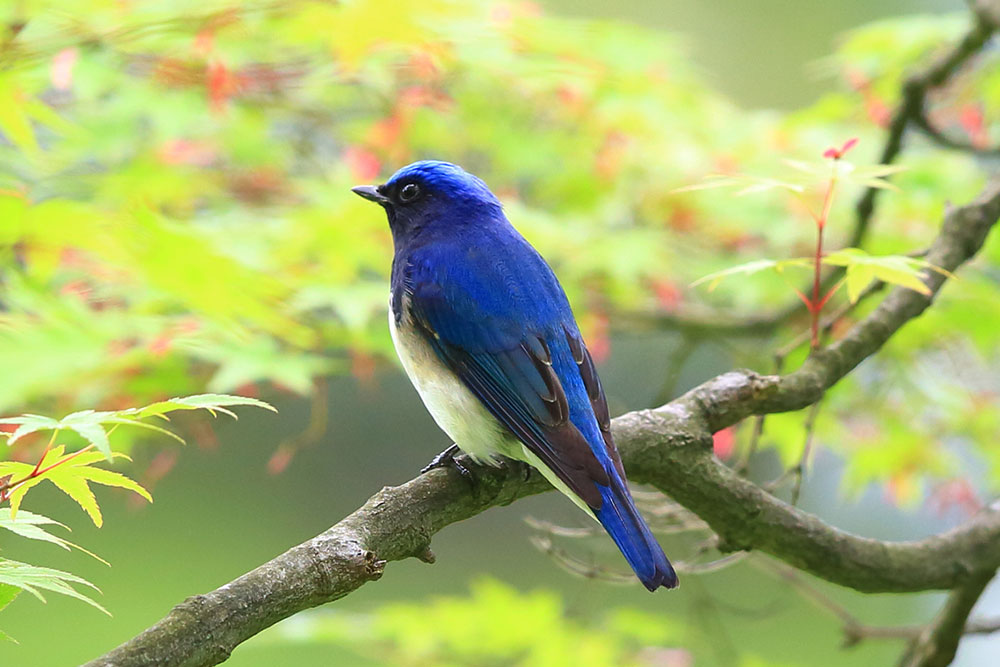 野鳥図鑑 – BIRD FAN （日本野鳥の会）